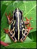 Click image for larger version. 

Name:	frog.jpg 
Views:	333 
Size:	21.7 KB 
ID:	21762