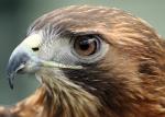 whitehawk's Profile Picture