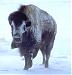 Tatanka's Profile Picture